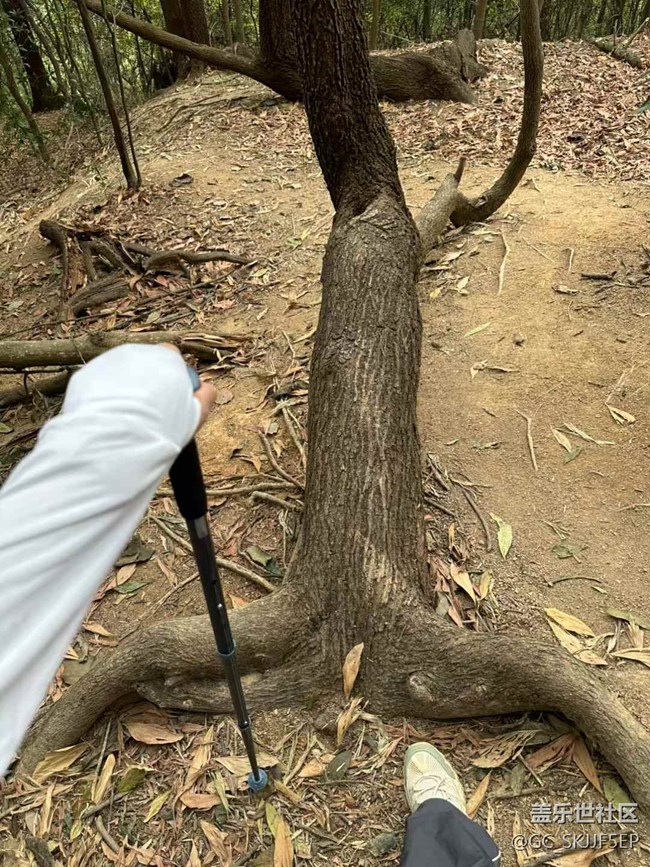 【日常的變遷】山林徒步，邂逅自然之美