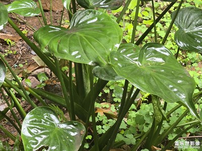 【拍有創(chuàng)意】+雨后清新