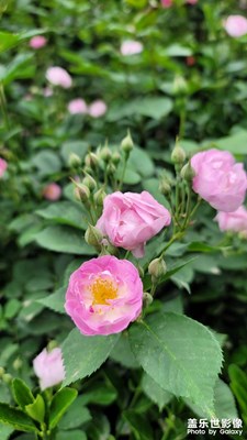 滿架薔薇一院香?