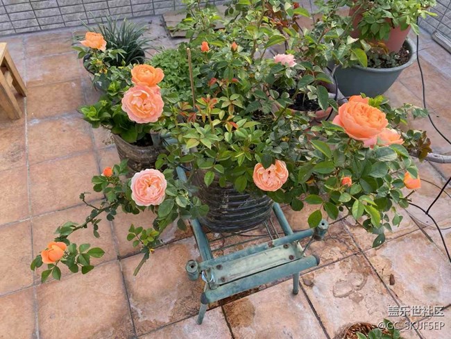 【春光爛漫ing】天臺(tái)小花園，時(shí)光慢游