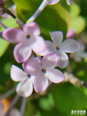 【拍有創(chuàng)意】不知名的小花