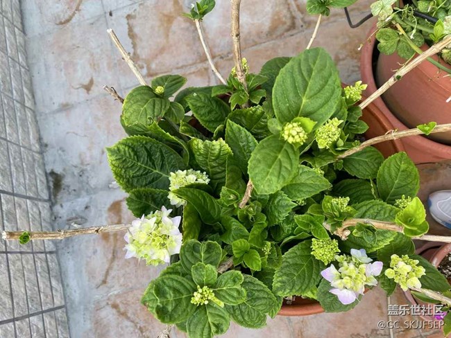 【春光爛漫ing】天臺(tái)小花園，時(shí)光慢游