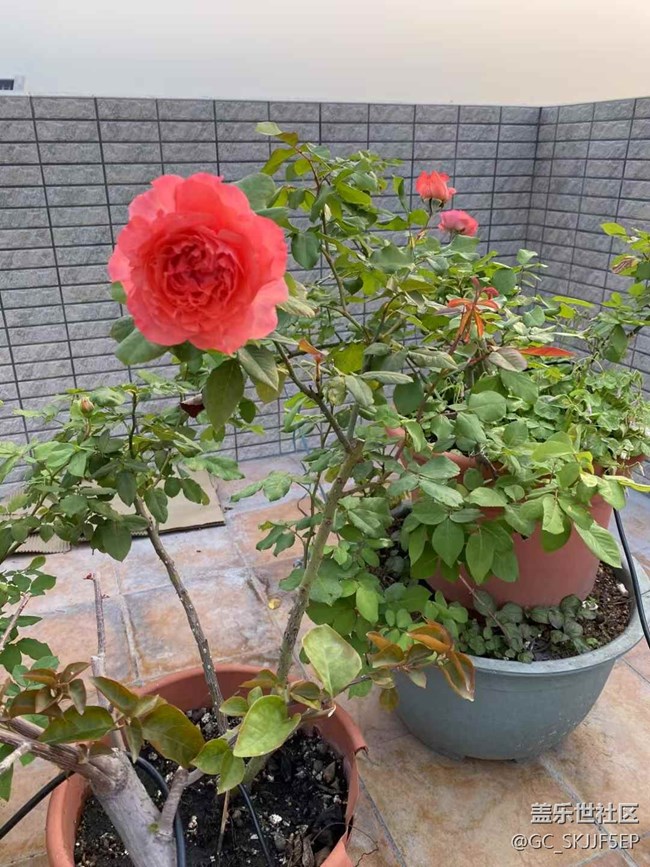 【春光爛漫ing】天臺(tái)小花園，時(shí)光慢游