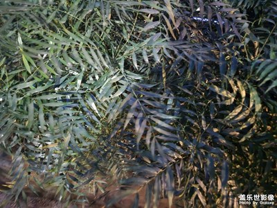 【拍有創(chuàng)意】+傍晚時(shí)分