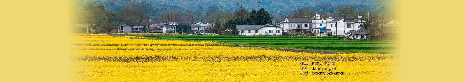 你看，油菜花