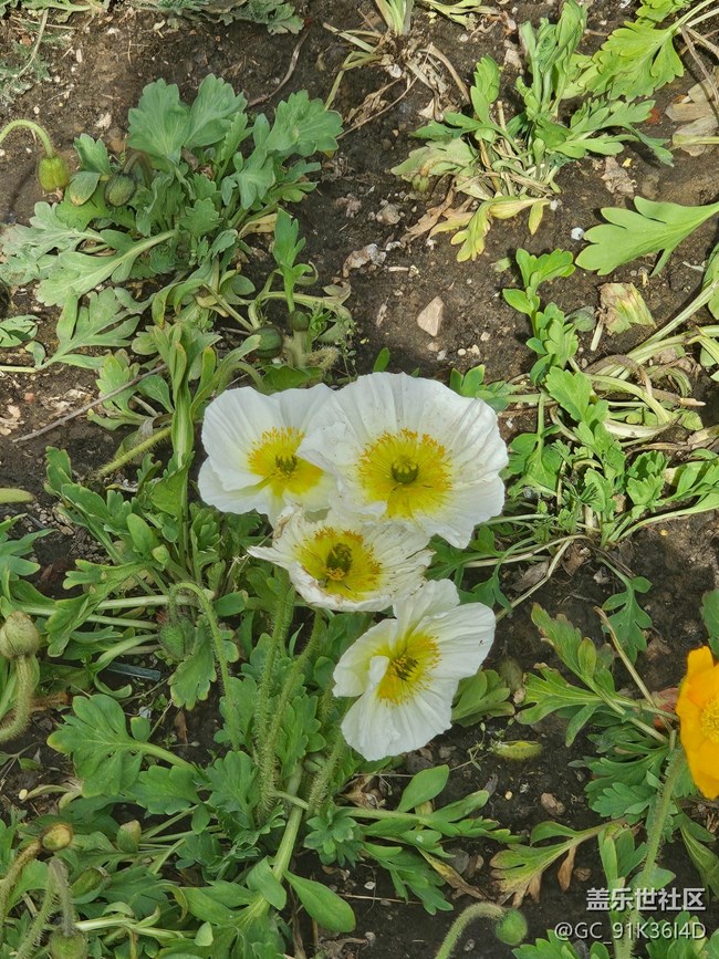 【拈花拾趣】小花