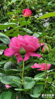 月季花開正當(dāng)時