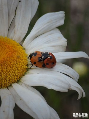 【拍有創(chuàng)意】+花間