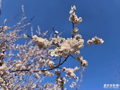 【拍有創(chuàng)意】+杏花大道