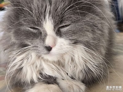 【拍有創(chuàng)意】+貓咪與世界