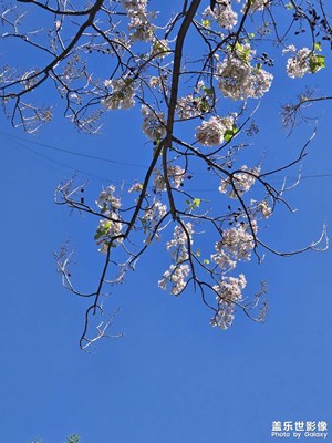 【拍有創(chuàng)意】+桐花朵朵