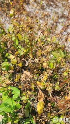 【拍有創(chuàng)意】蒲公英的約定