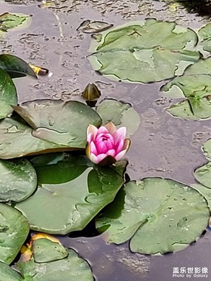 【拍有創(chuàng)意】含苞待放的荷花