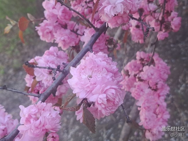 【春風(fēng)得意時(shí)】一年之計(jì)在于春