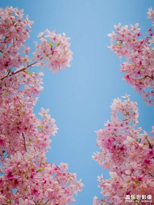 春日櫻花開  S25UItra