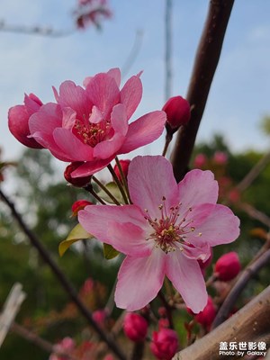 【拍有創(chuàng)意】盛開的花朵