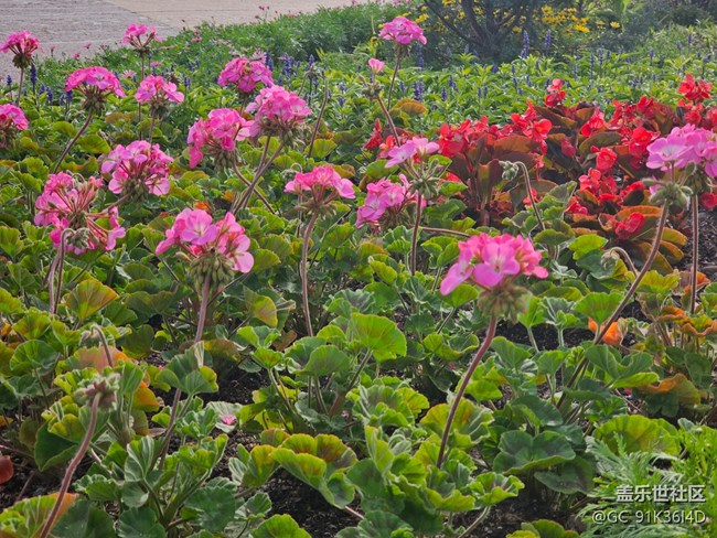 【拈花拾趣】春曉