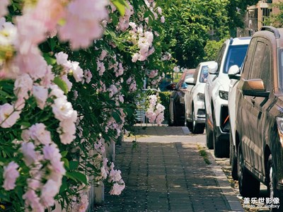 【市井長巷】+春意盎然