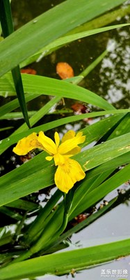 池塘的小花開了