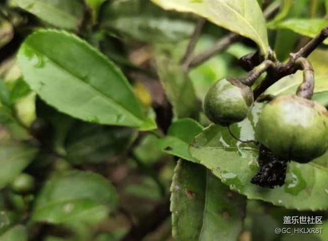 【春日盛景】采茶
