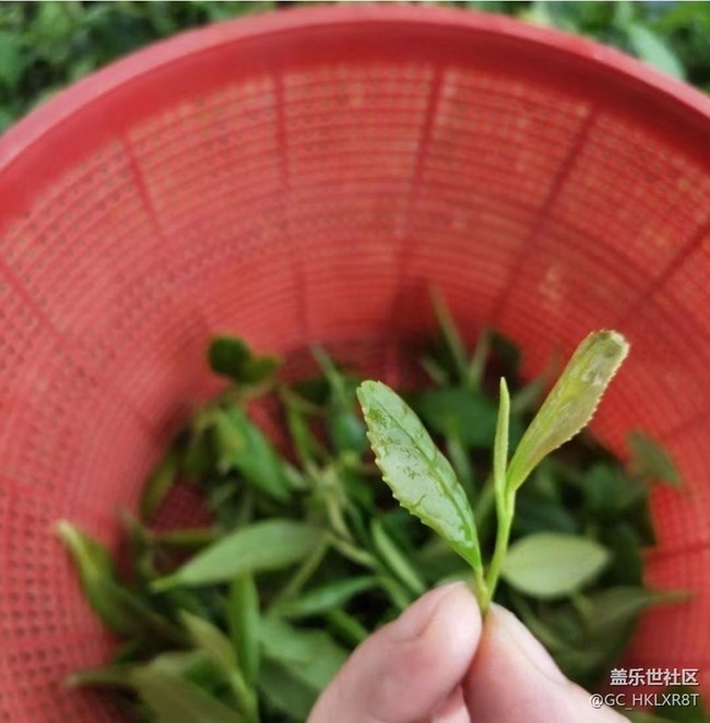 【春日盛景】采茶