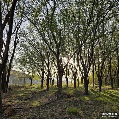 柳岸花明又一村