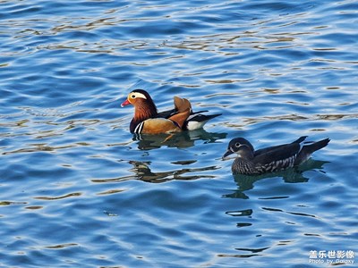 S23U長焦下的鴛鴦
