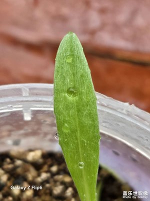 【市井長巷】 +清晨露水