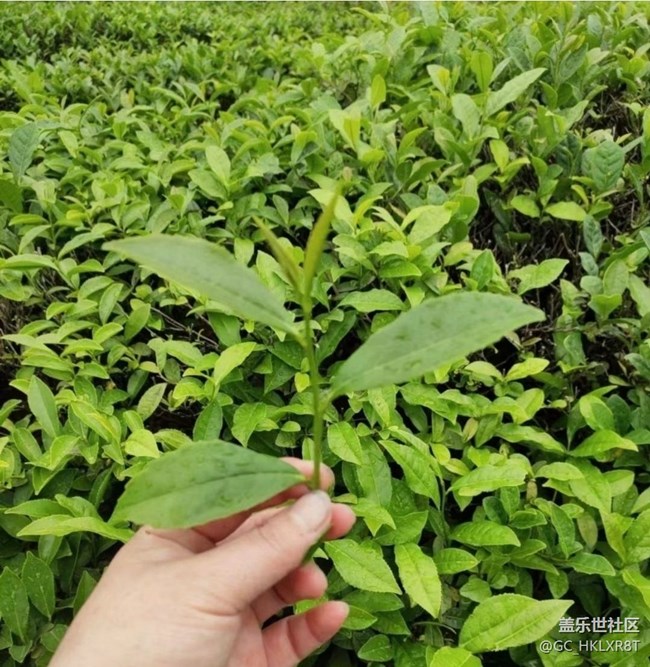 【春日盛景】采茶