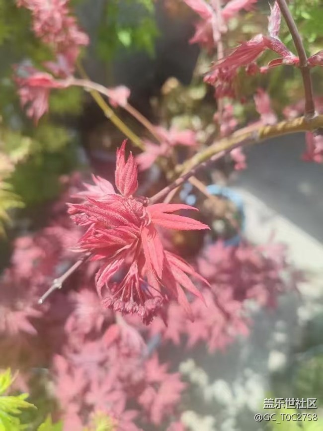 【Galaxy影像】#踏青+賞花, 追憶