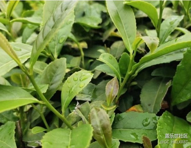 【春日盛景】采茶