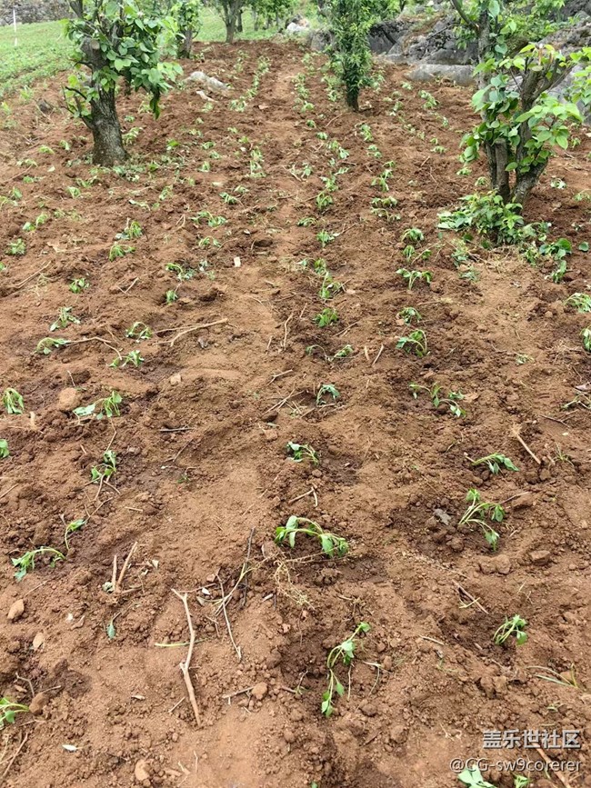 【春日盛景】春種辣椒