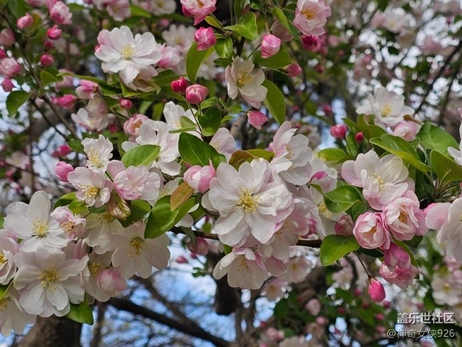 【拈花拾趣】花界