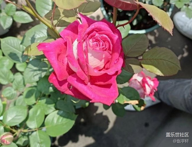 【春色撩人】花開