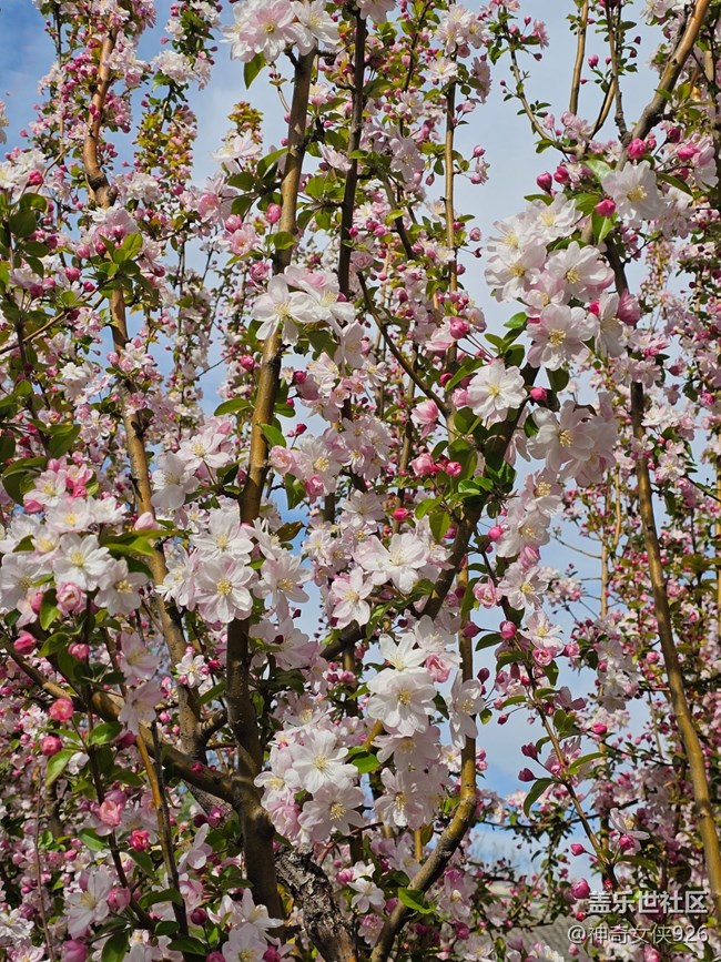 【拈花拾趣】枝頭俏