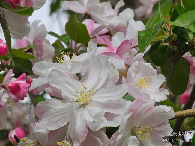 【拈花拾趣】花艷芬芳