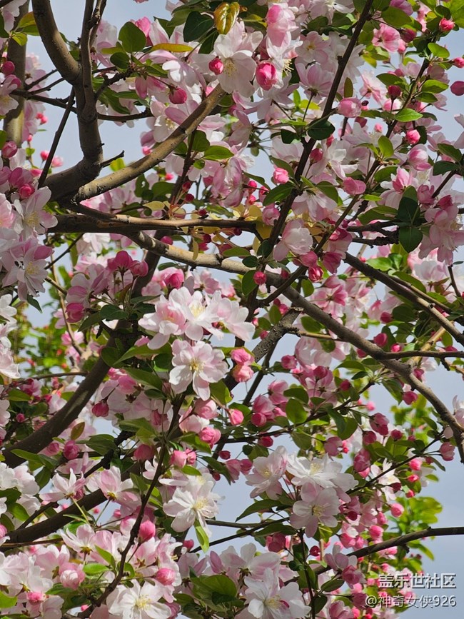 【拈花拾趣】眾花美