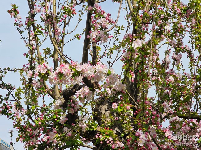 【拈花拾趣】枝頭俏