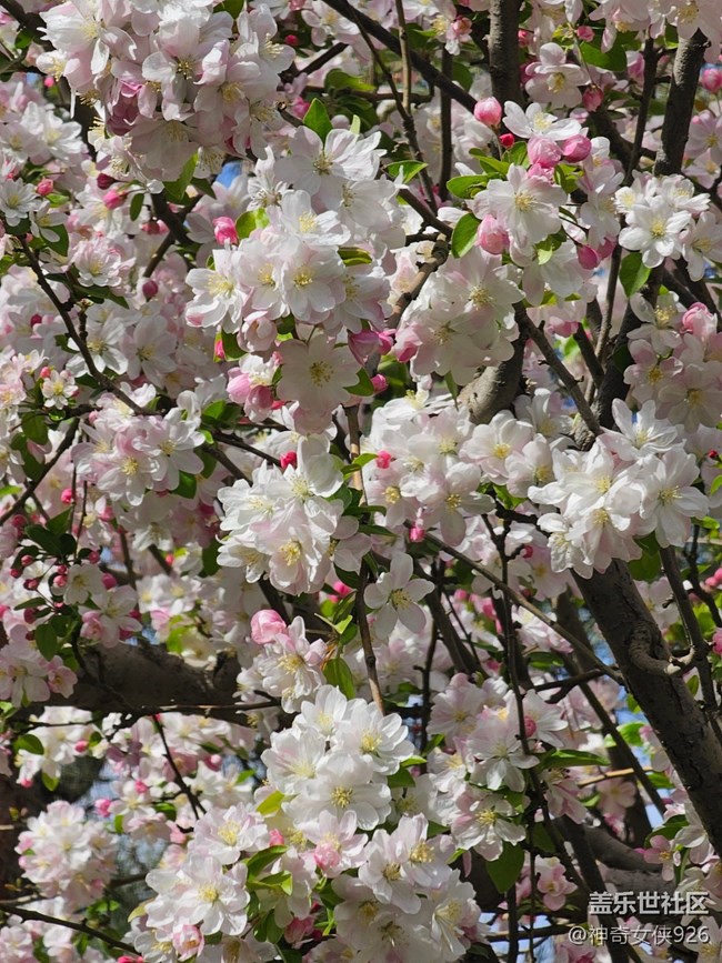 【拈花拾趣】花界