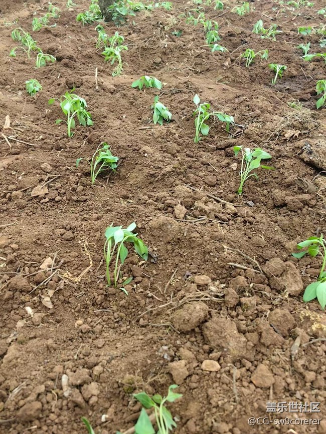 【春日盛景】春種辣椒