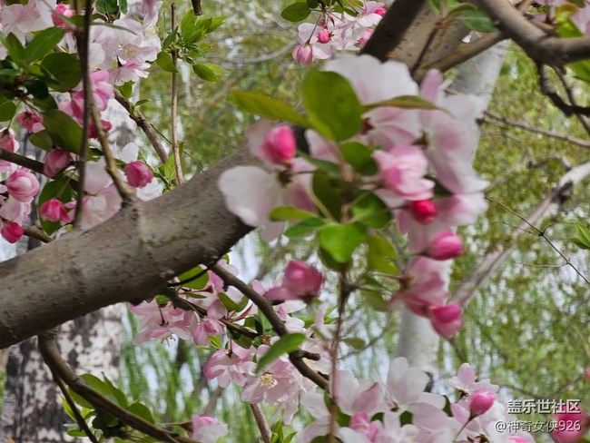 【拈花拾趣】花艷芬芳