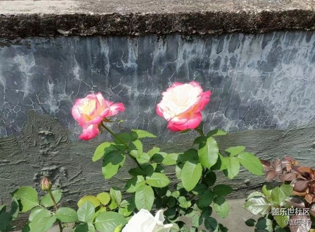 【春色撩人】花開