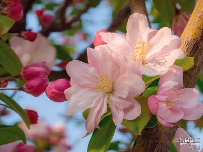 Galaxy S23 Ultra  海棠依舊