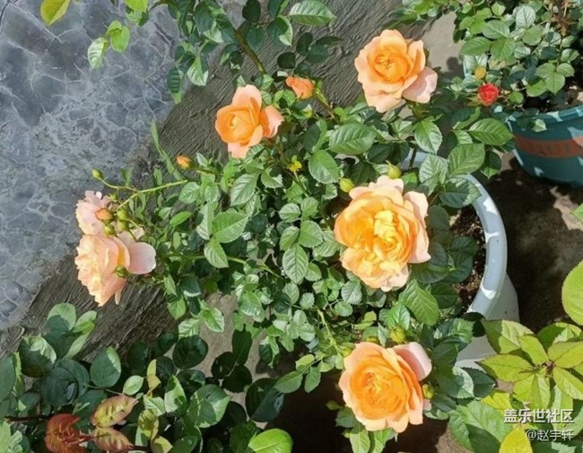 【春色撩人】花開