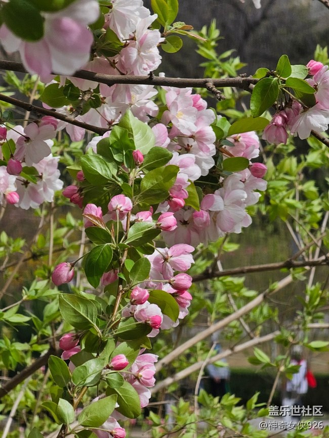 【拈花拾趣】花艷芬芳