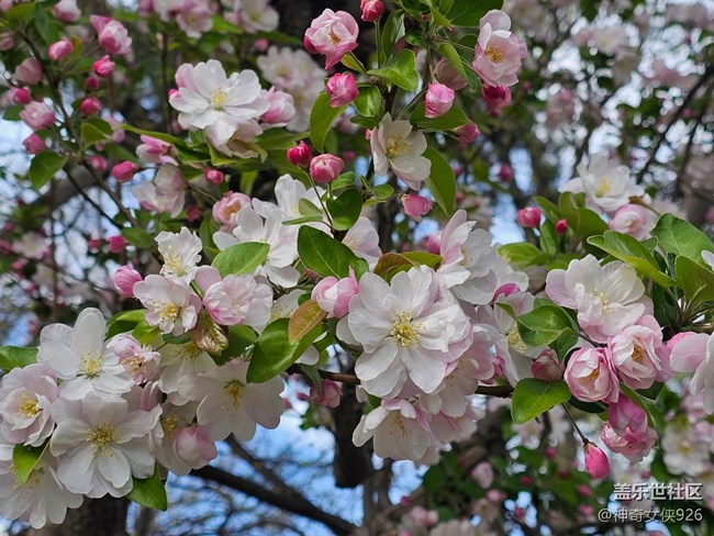 【拈花拾趣】花界