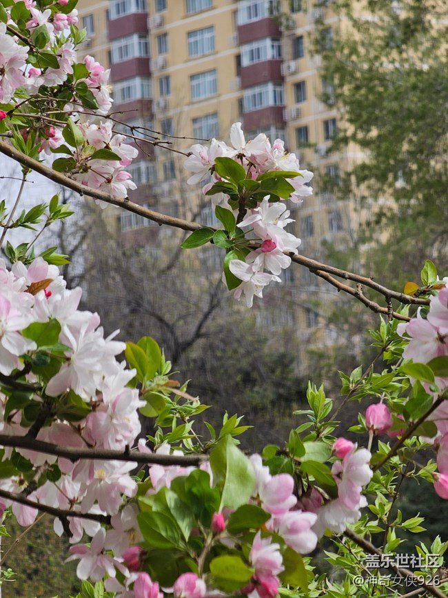 【拈花拾趣】花艷芬芳