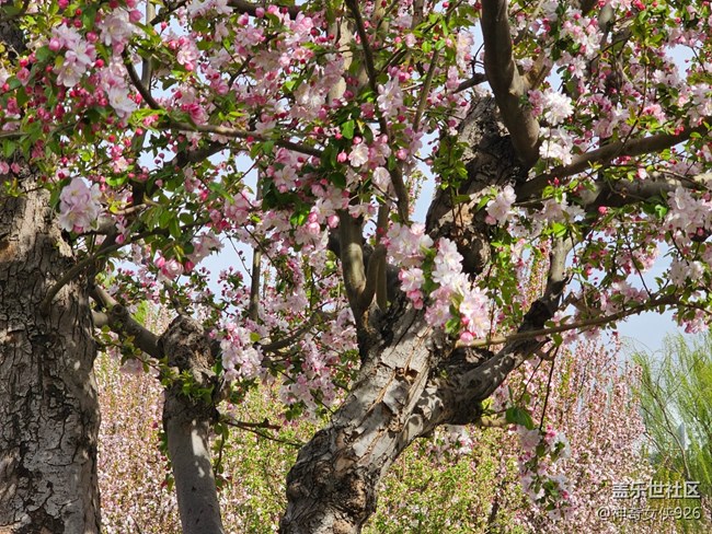 【拈花拾趣】枝頭俏
