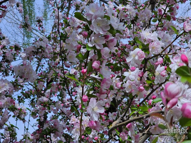 【拈花拾趣】花含嬌容