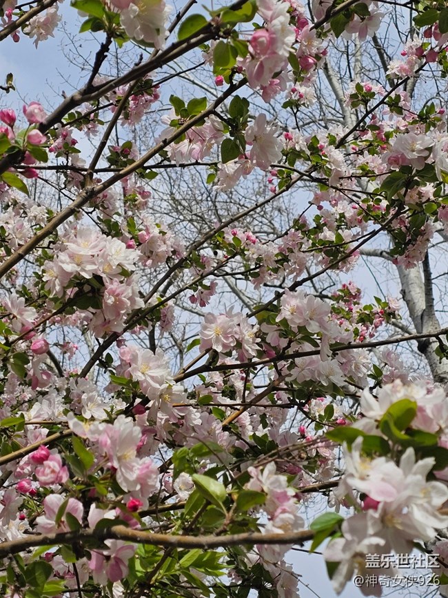 【拈花拾趣】花含嬌容